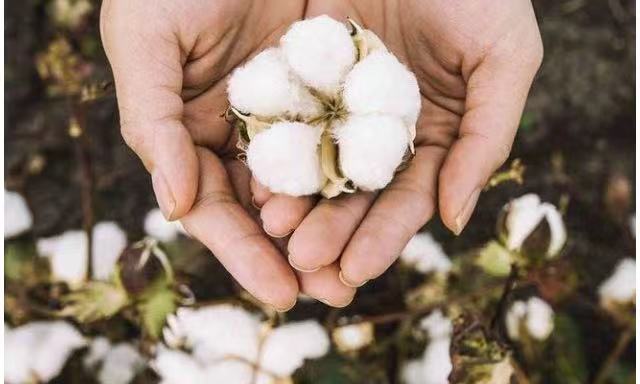 1727401719198963.jpg 1727401719198963.jpg