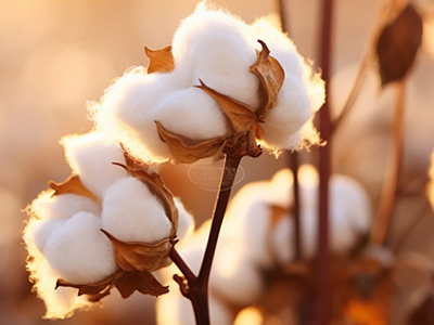 厦门服装博览会 | 基本面疲弱 上半月棉价弱势震荡