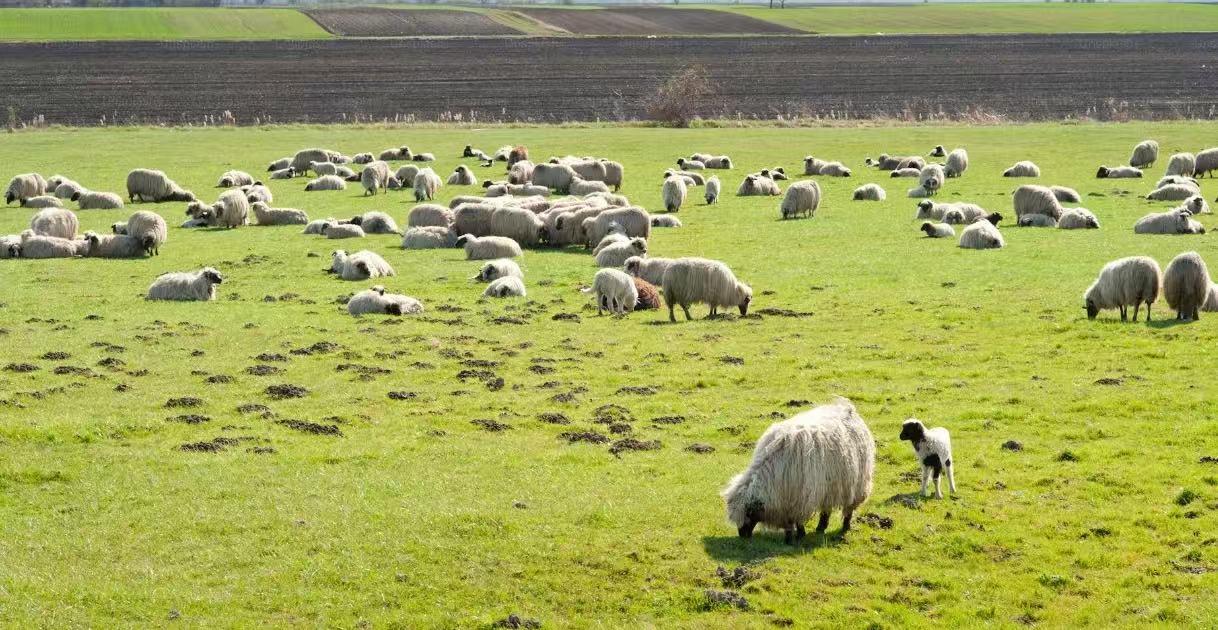 厦门纺织面辅料展|浅谈服装面料之初剪羊毛