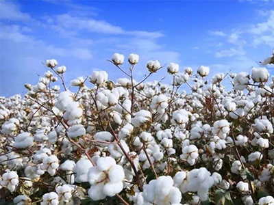 2025厦门纺织展 | 秋冬备货启动，纺织市场缓慢复苏