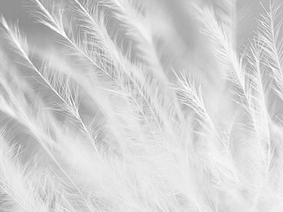 厦门服装博览会|7月羽绒行业原毛进口大幅上涨 出口降幅继续缩窄